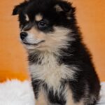 Koira.ch - Nos chiens lapinkoira