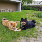Koira.ch - Nos chiens lapinkoira
