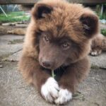Koira.ch - Nos chiens lapinkoira