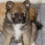 Koira.ch - Nos chiens lapinkoira