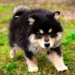 Koira.ch - Nos chiens lapinkoira