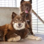 Koira.ch - Nos chiens lapinkoira