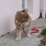 Koira.ch - Nos chiens lapinkoira
