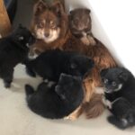 Koira.ch - Nos chiens lapinkoira