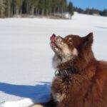 Koira.ch - Nos copains lapinkoira