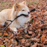 Koira.ch - Nos copains lapinkoira