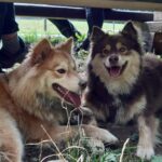 Koira.ch - Nos copains lapinkoira