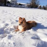 Koira.ch - Nos copains lapinkoira
