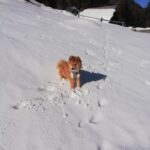Koira.ch - Nos copains lapinkoira