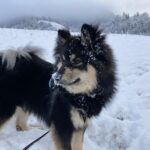 Koira.ch - Nos copains lapinkoira